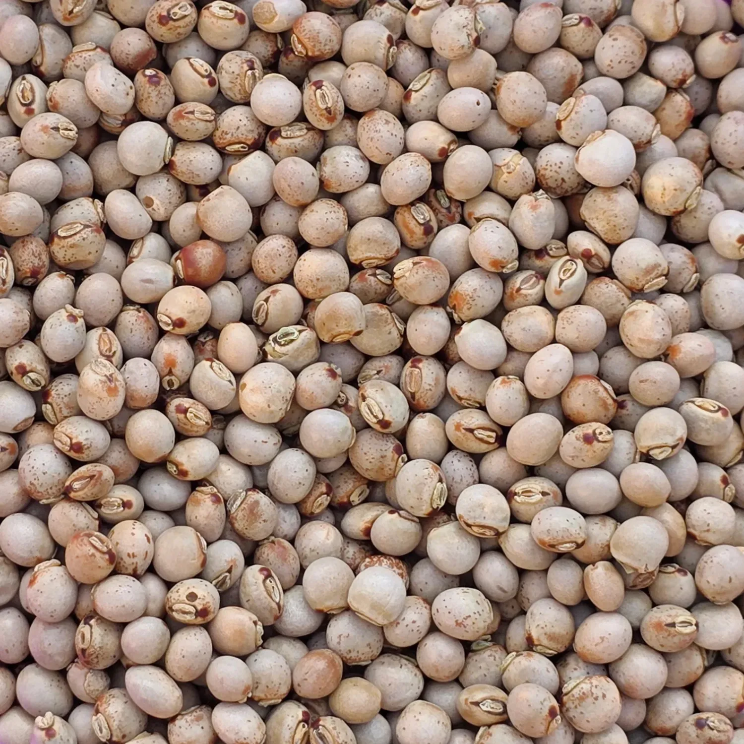 Pigeon Peas